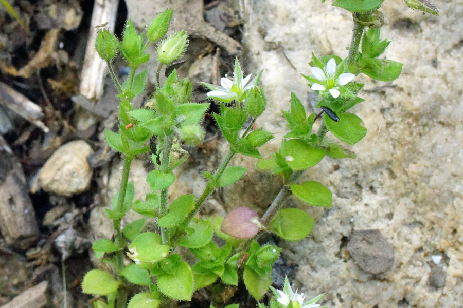 Caryophyllacea - Arenaria sp.